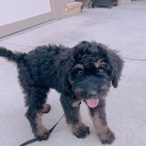 Meet your Posher, Sophie